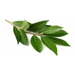 Alloro 30gr.